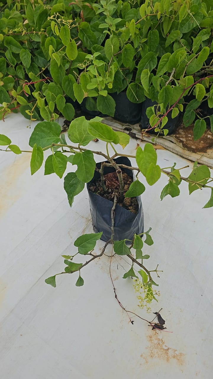 Cissus Nodosa (climber)