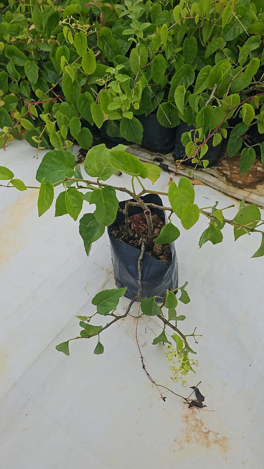 Cissus Nodosa (climber)