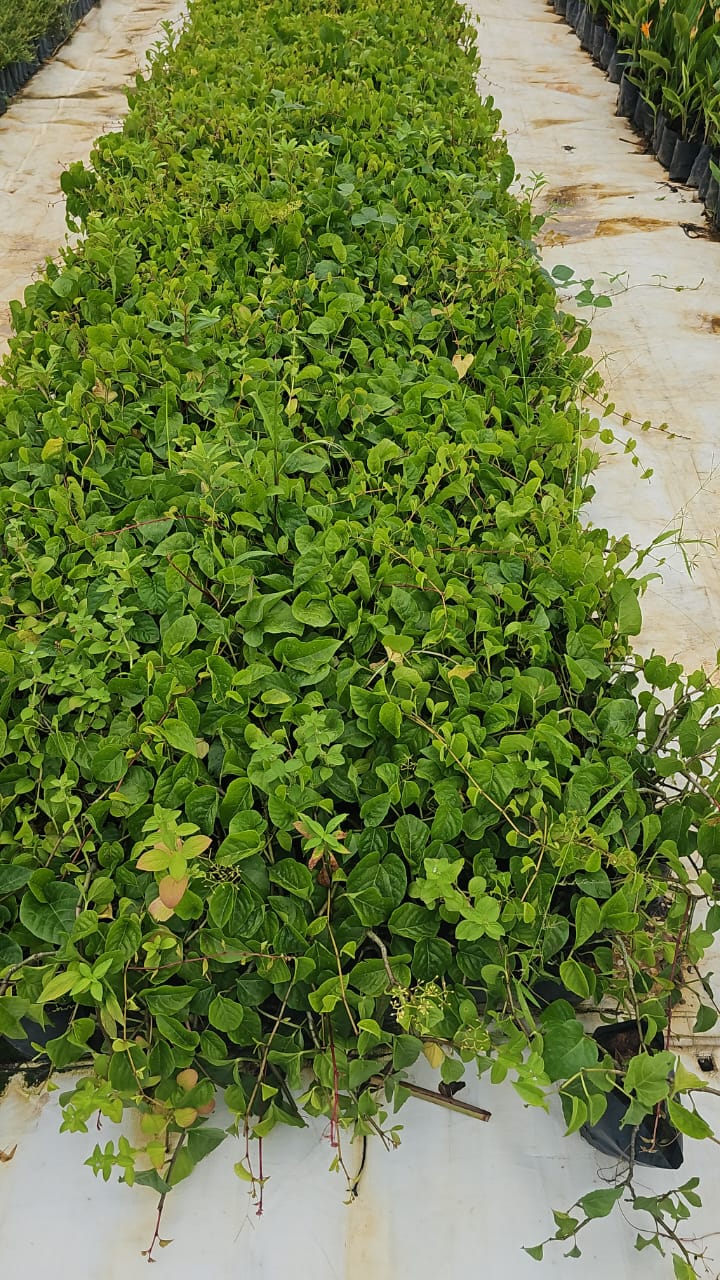 Cissus Nodosa (climber)