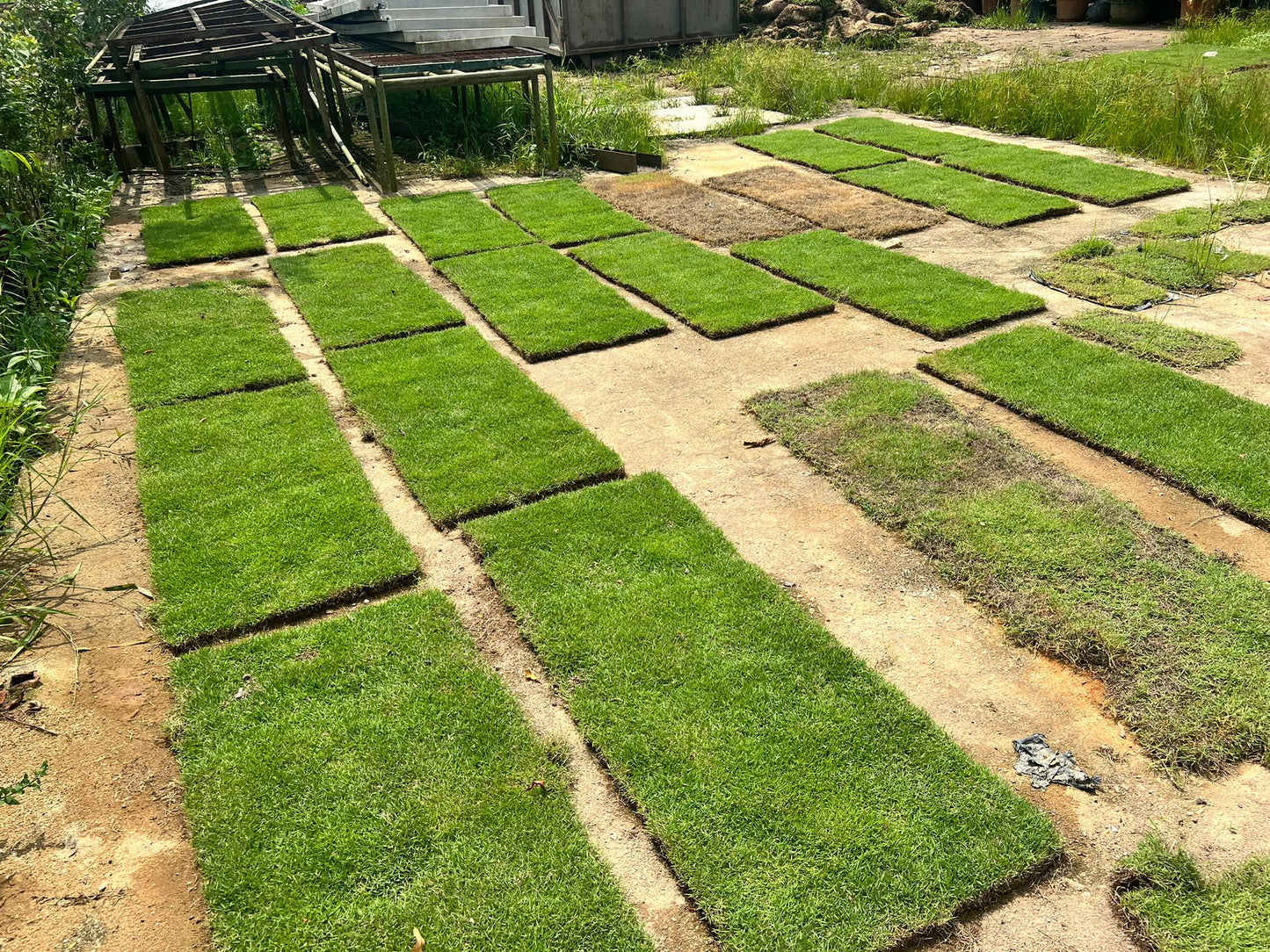 Carpet Grass