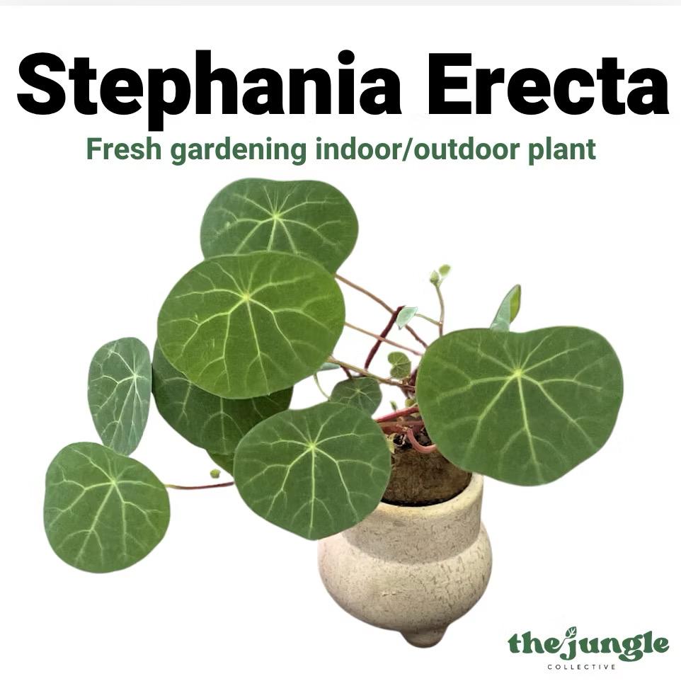 Stephania Erecta Plant - Fresh gardening indoor/outdoor plant