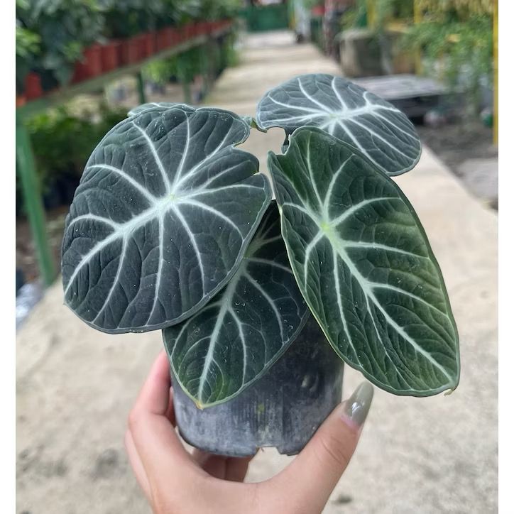 Alocasia 'Ninja' /black velvet ninja - Fresh gardening indoor plant