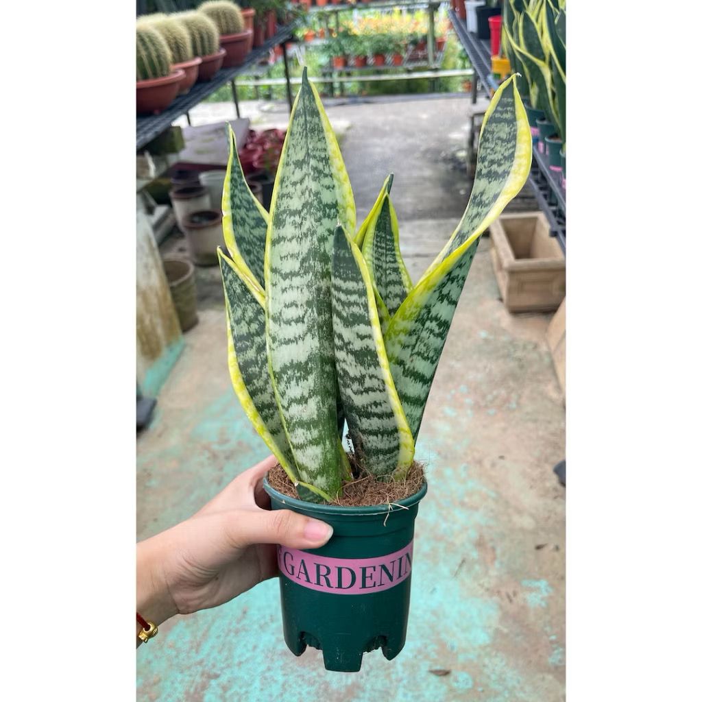 Dracaena trifascita/Sanseveria trifasciata/Snake plant - Fresh indoor/balcony plants