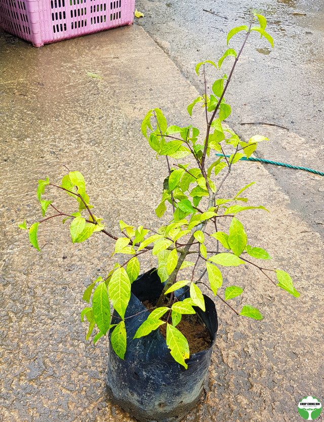 Wrightia religiosa