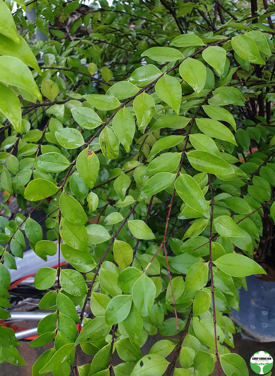 Wrightia religiosa