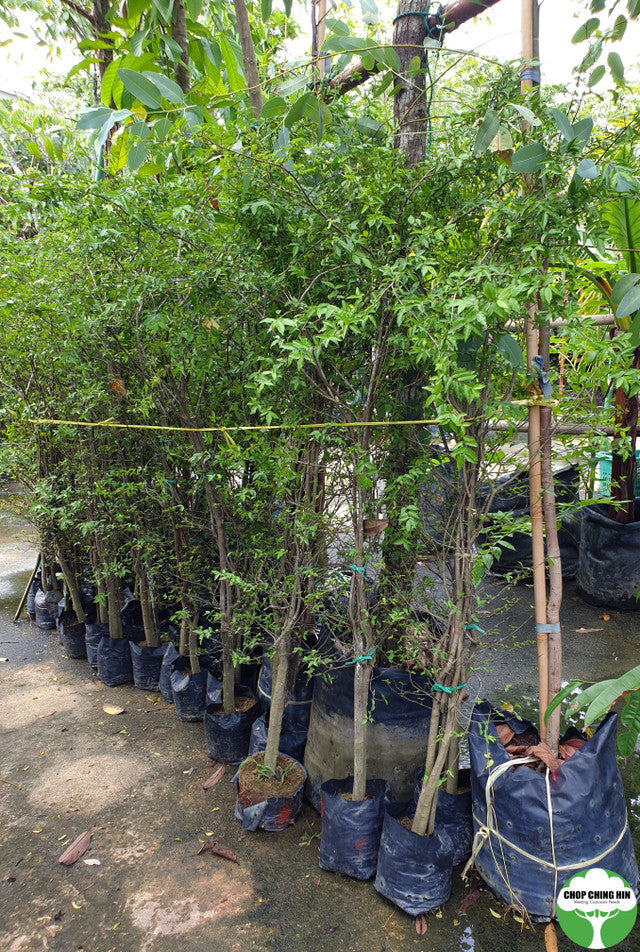 Wrightia religiosa