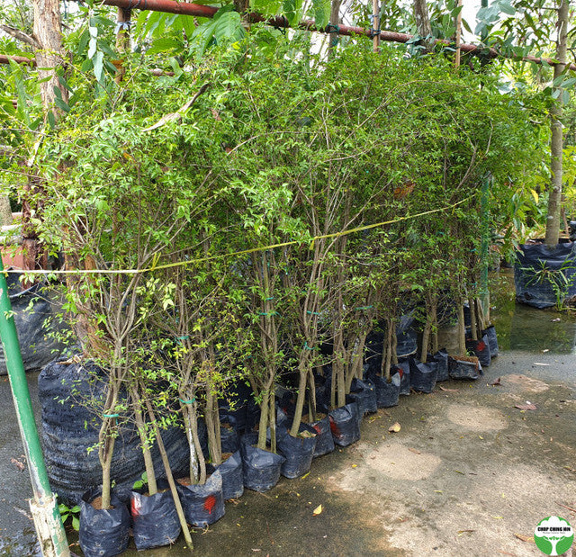 Wrightia religiosa