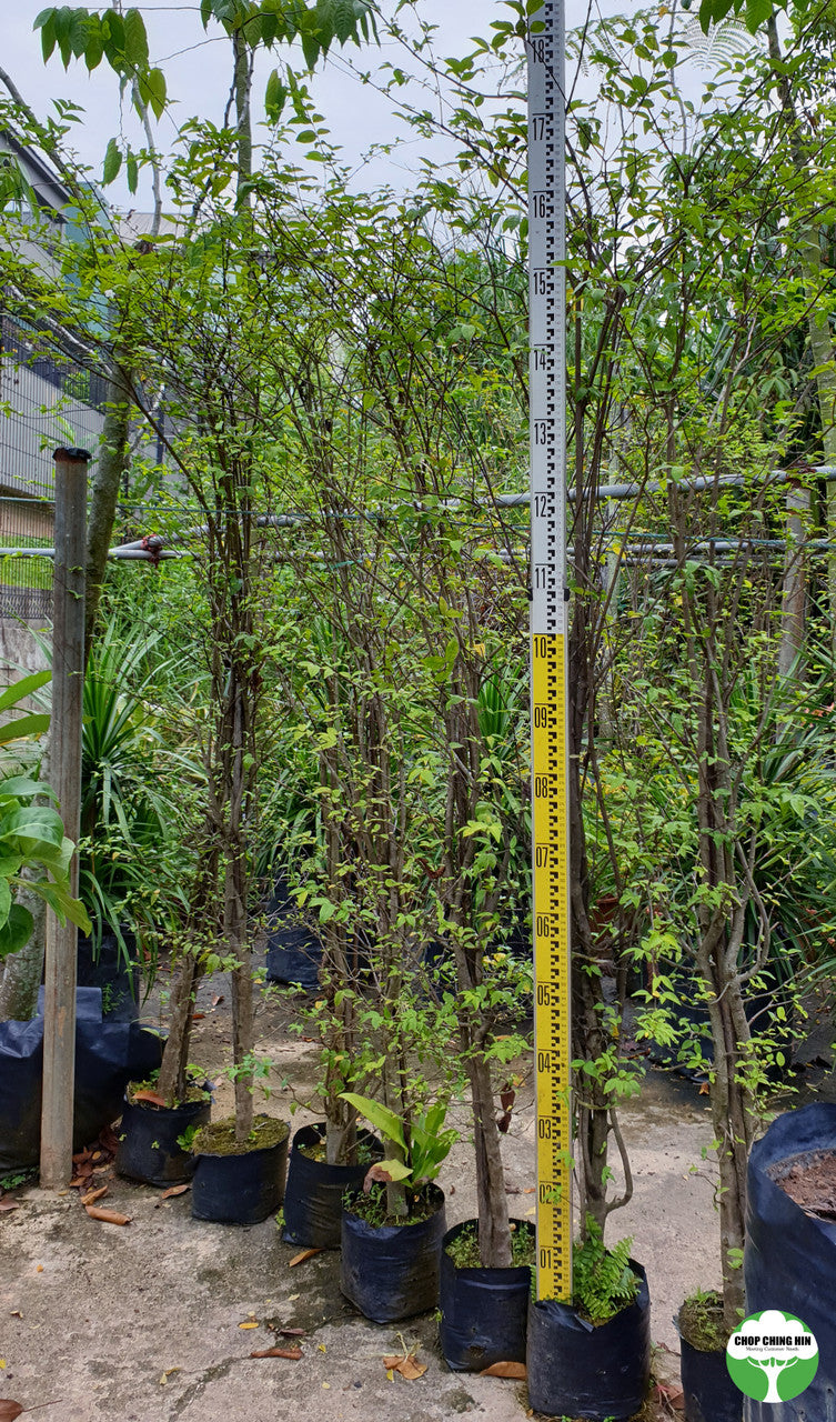 Wrightia religiosa