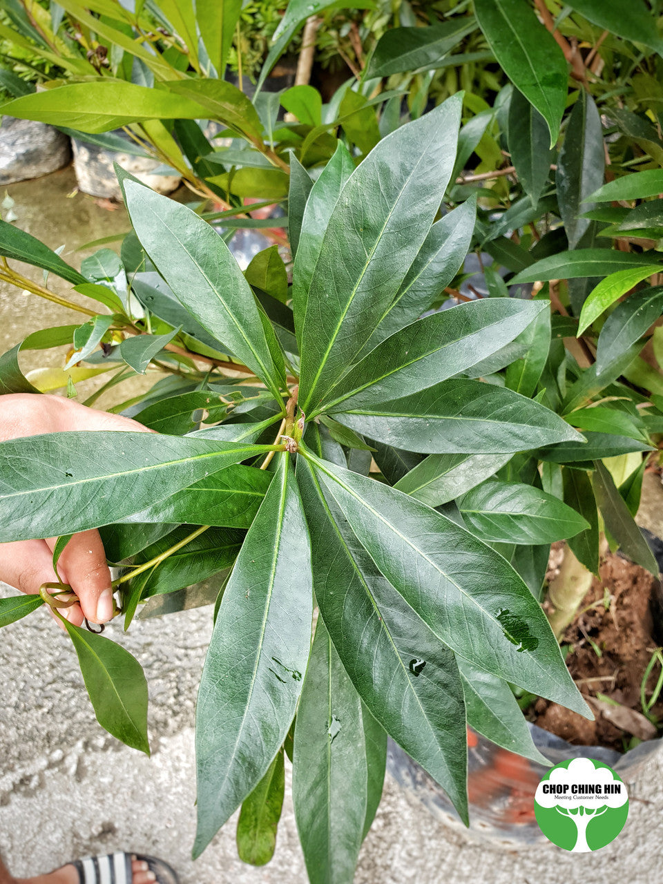 Xanthostemon chrysanthus