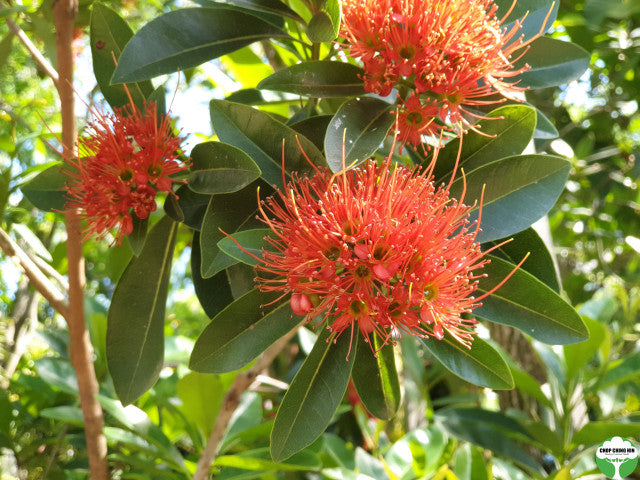 Xanthostemon youngii