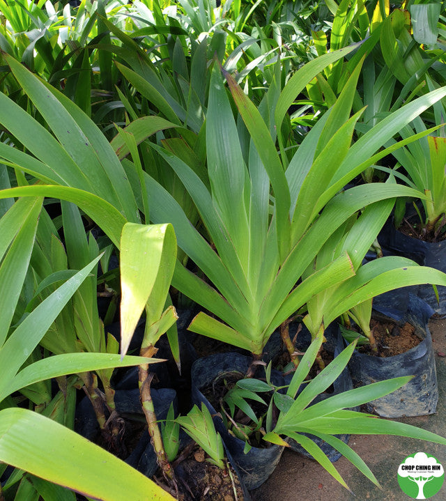 Xiphidium caeruleum