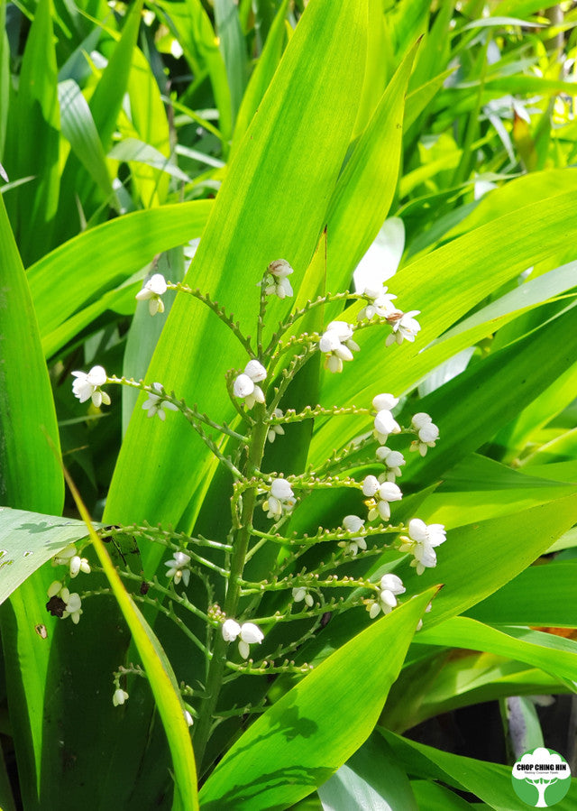 Xiphidium caeruleum