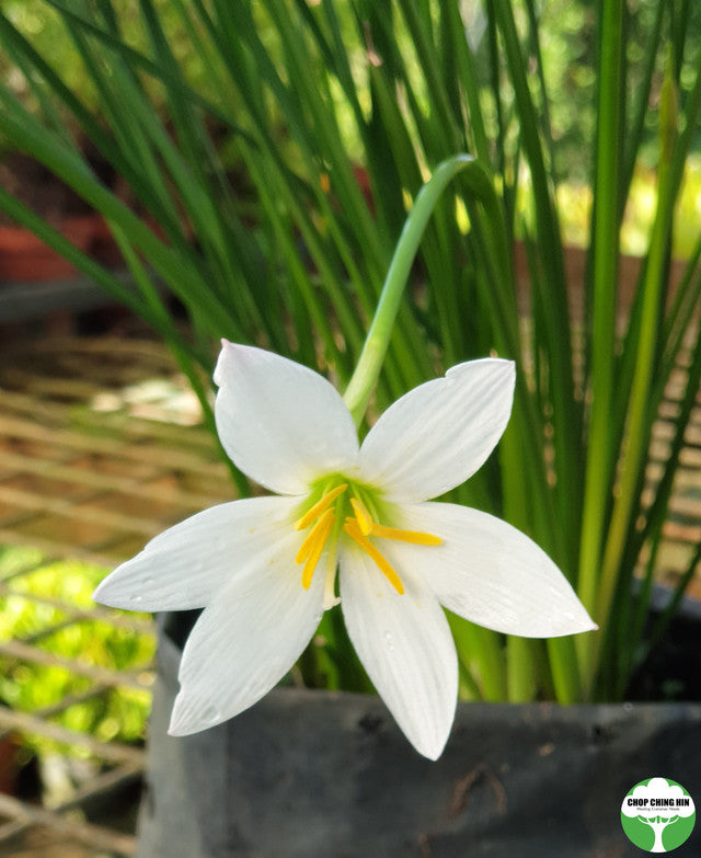 Zephyranthes candida
