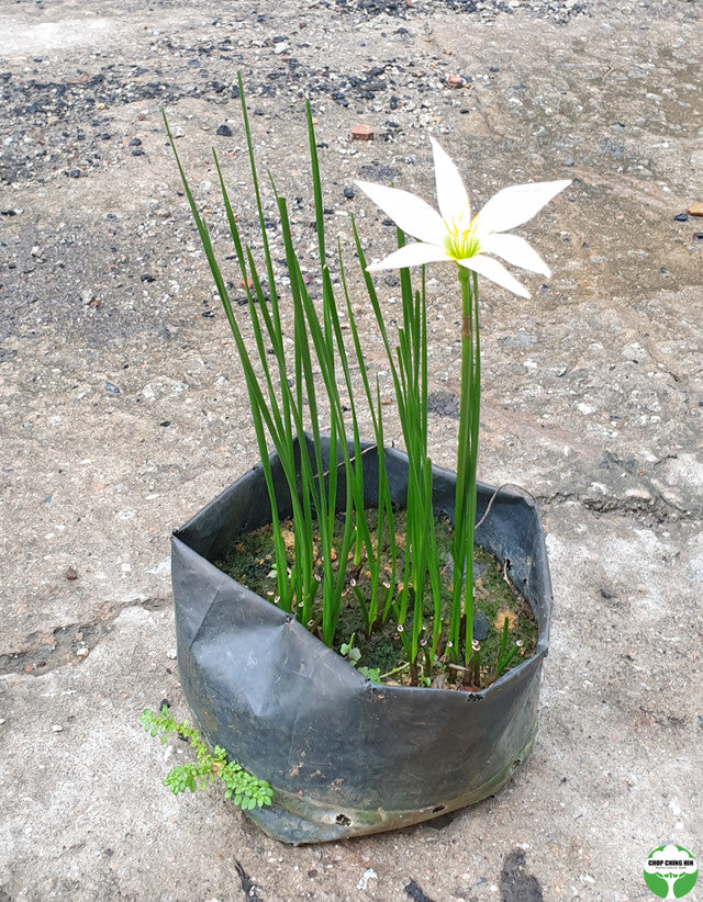Zephyranthes candida