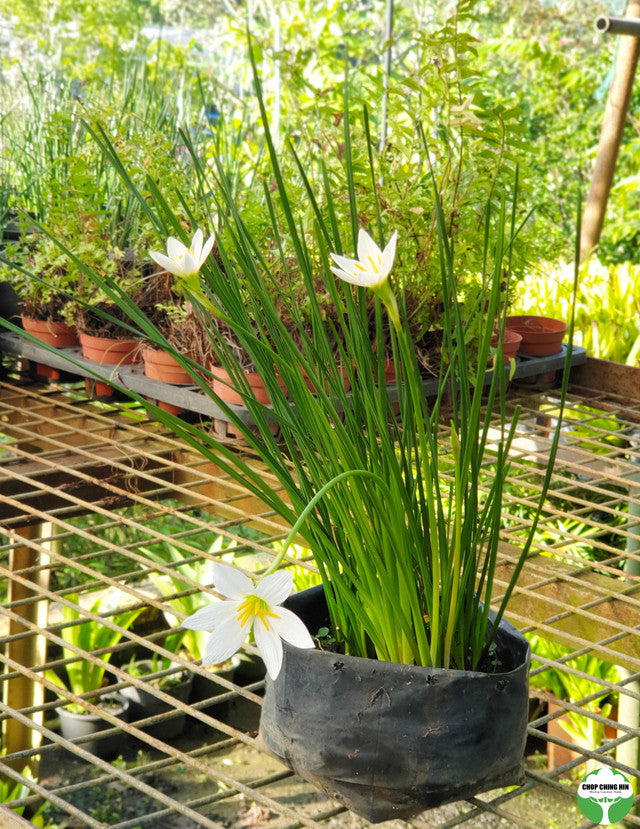 Zephyranthes candida