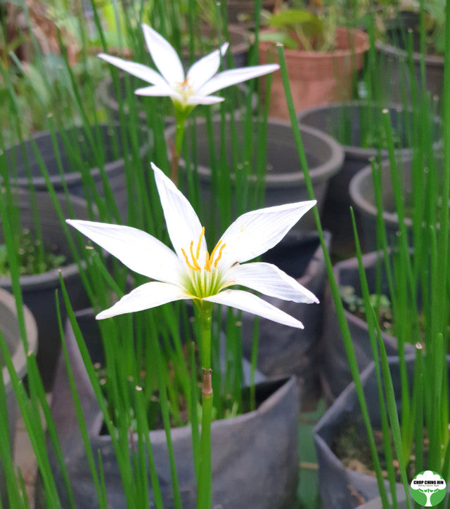 Zephyranthes candida