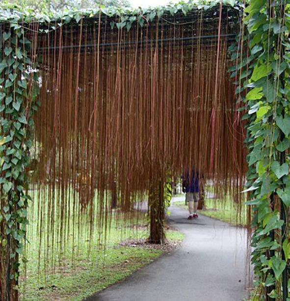 Cissus Nodosa (climber)