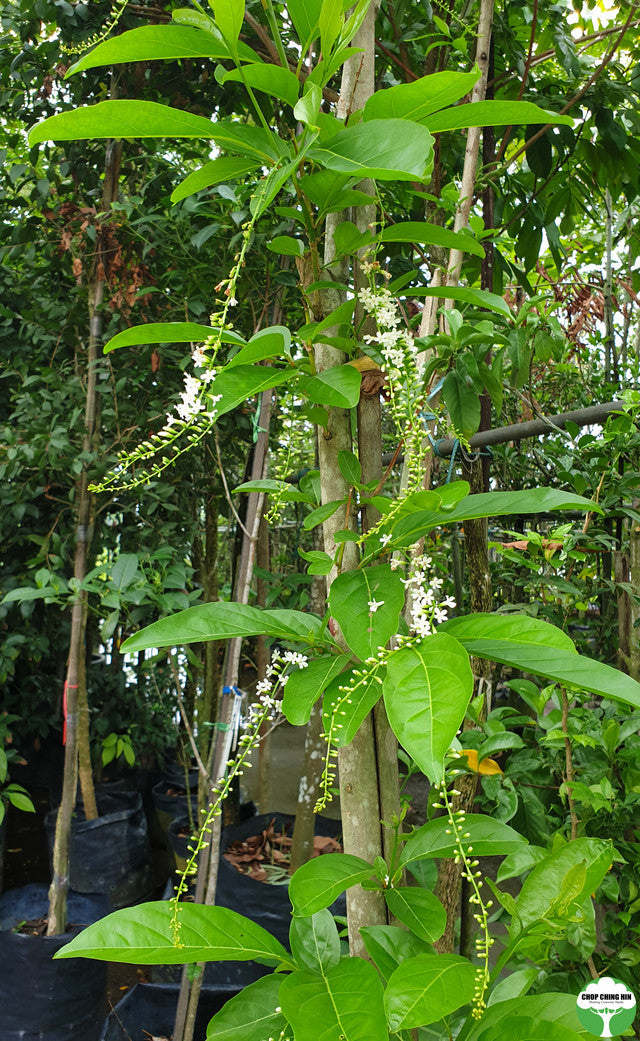 Citharexylum spinosum