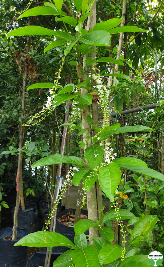 Citharexylum spinosum
