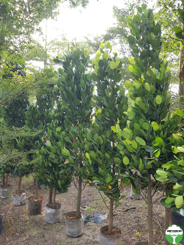 Garcinia subelliptica