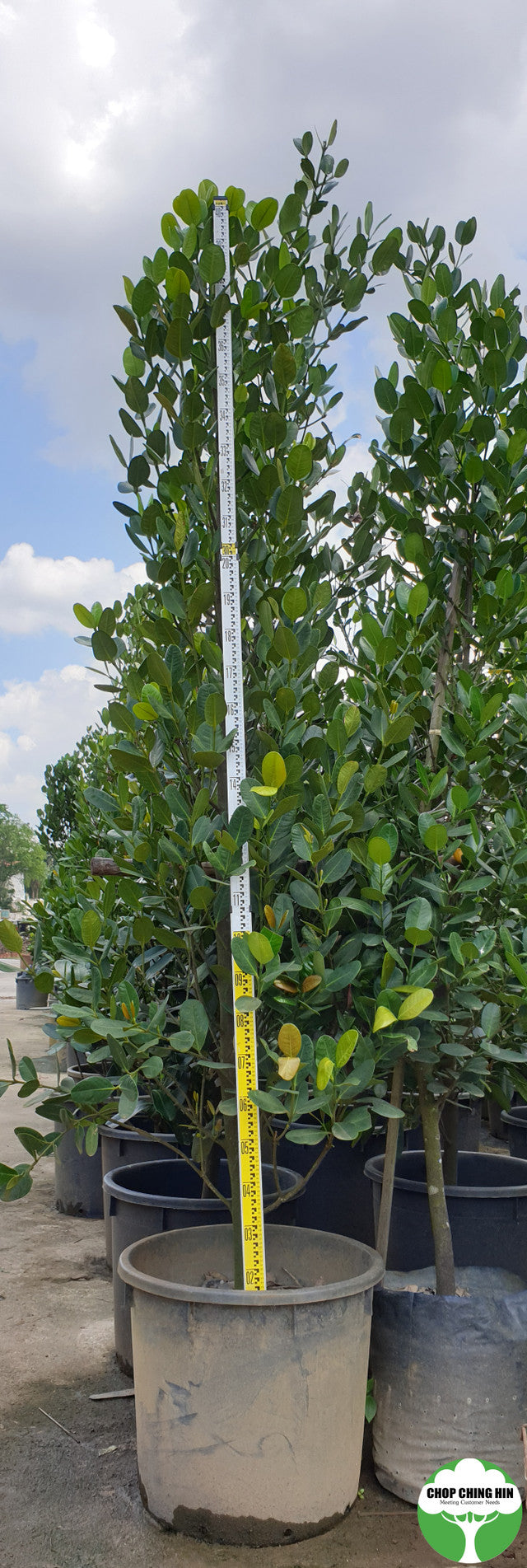 Garcinia subelliptica