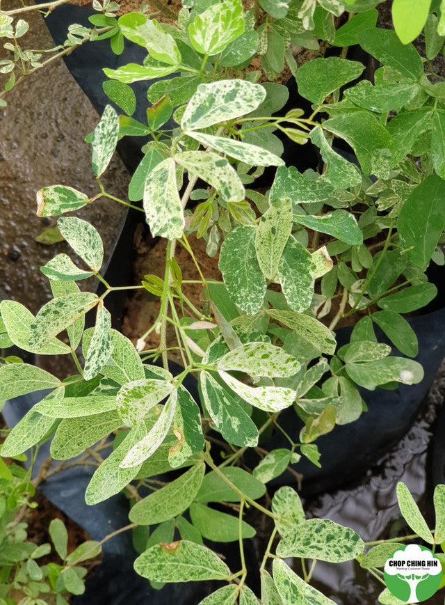 Pithecellobium dulce (Variegated)