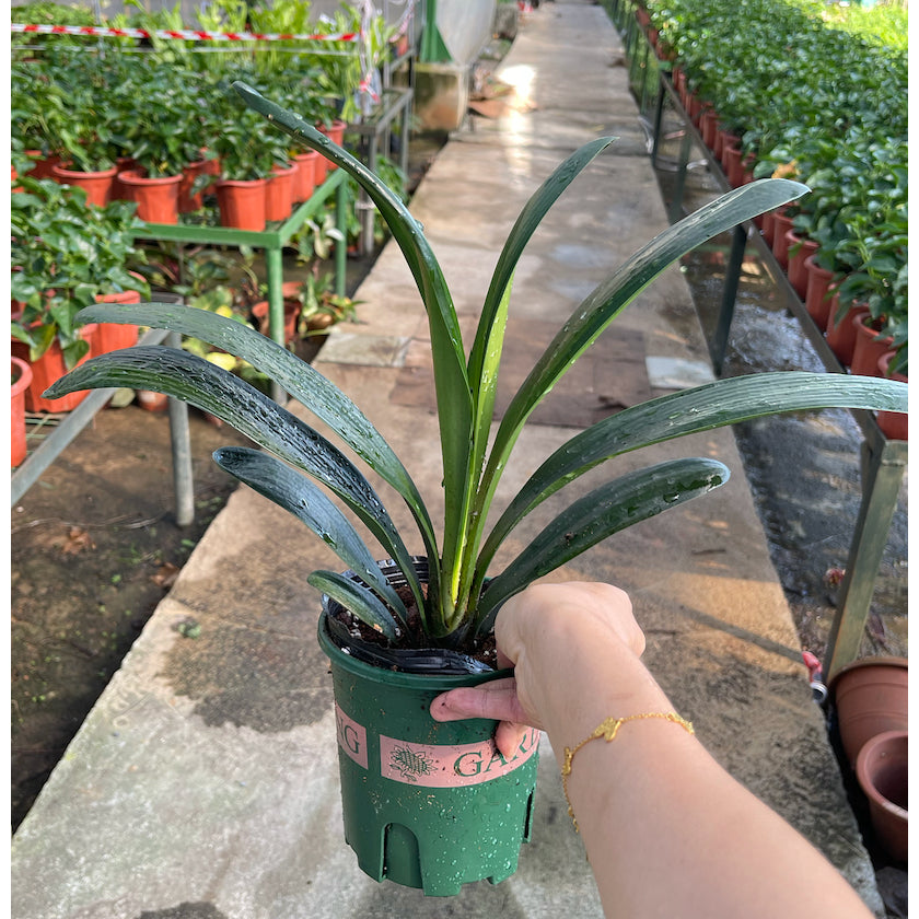 Clivia miniata/Bush Lily