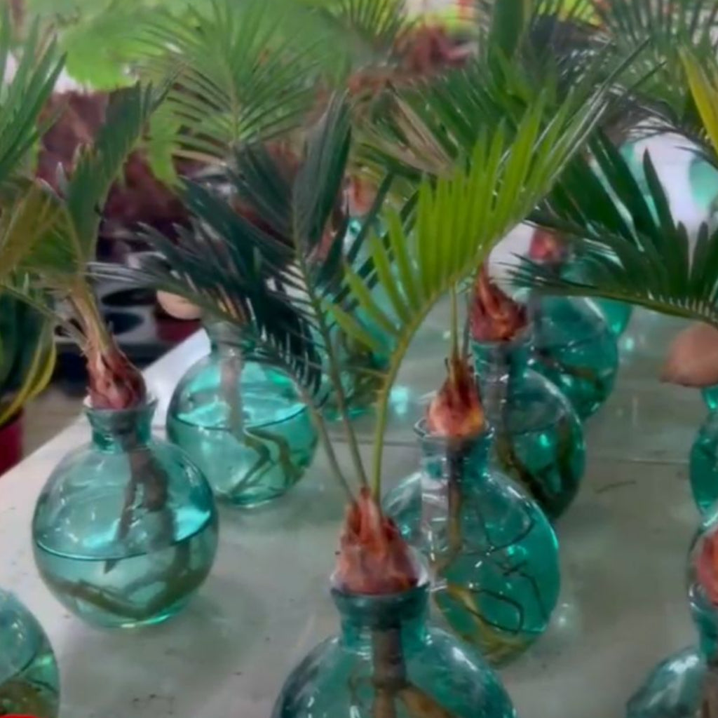 Cycas revoluta | Hydroponic Sago Palm| Indoor | Modern Displays & Minimalist Living Spaces