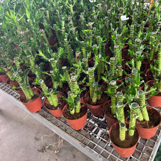 Small Dracaena sanderiana | 3-Stalk Lucky Bamboo | Indoor | Feng Shui & New Year Desktop Decor