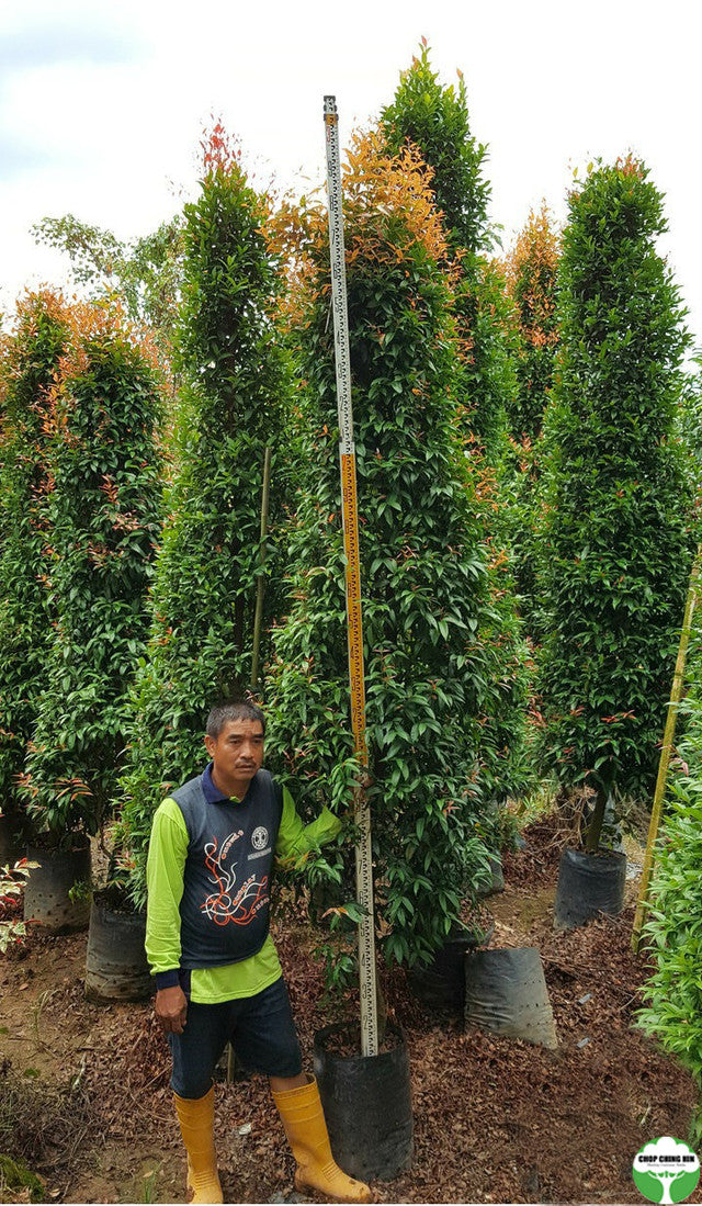 Syzygium campanulatum