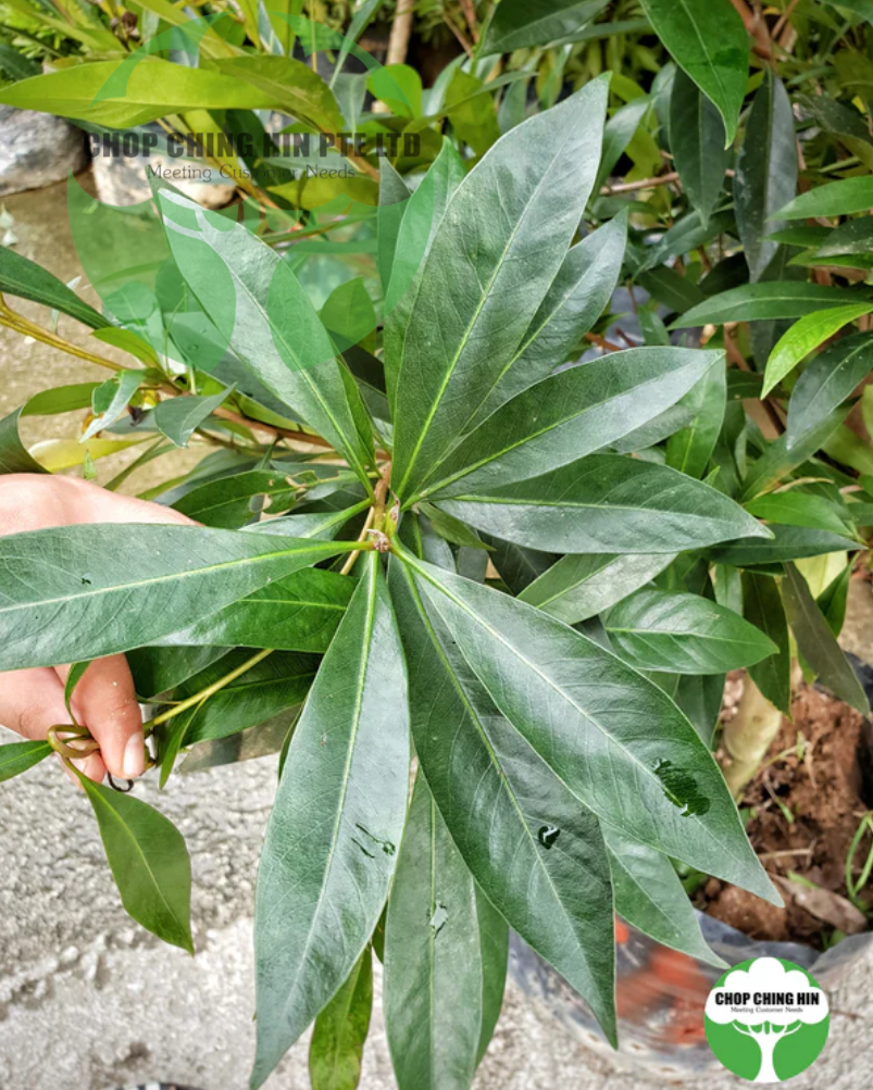 Xanthostemon chrysanthus