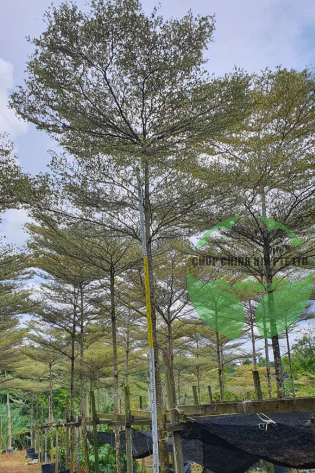 Terminalia mantaly 'Tricolor'