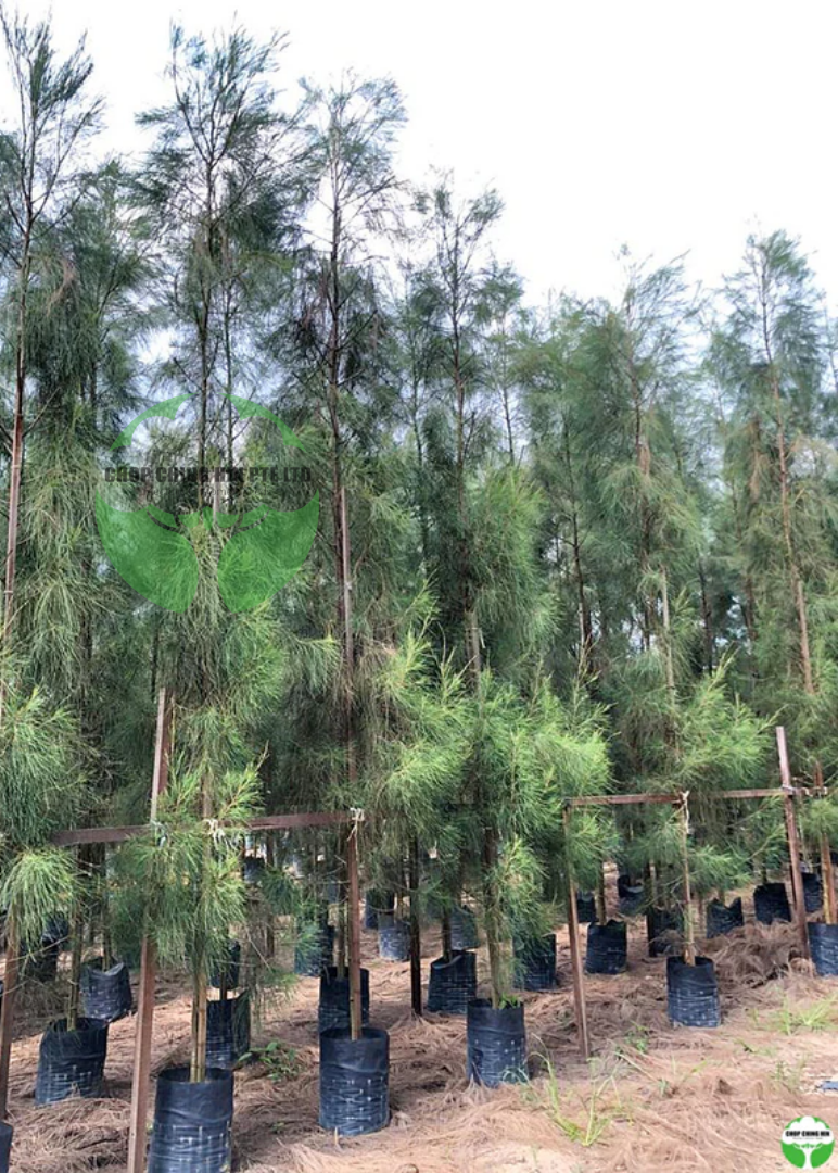 Casuarina equisetifolia