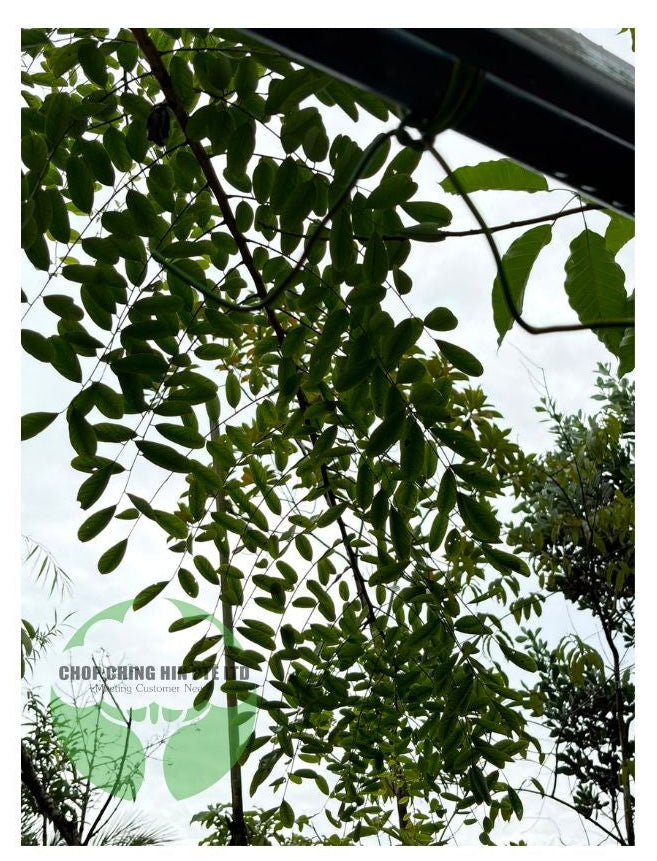 Dalbergia oliveri