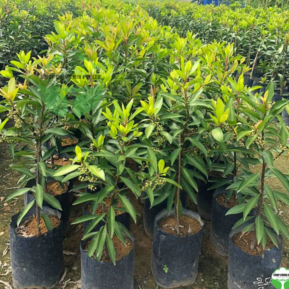Ardisia elliptica