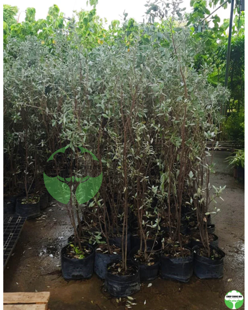 Conocarpus erectus var. sericeus