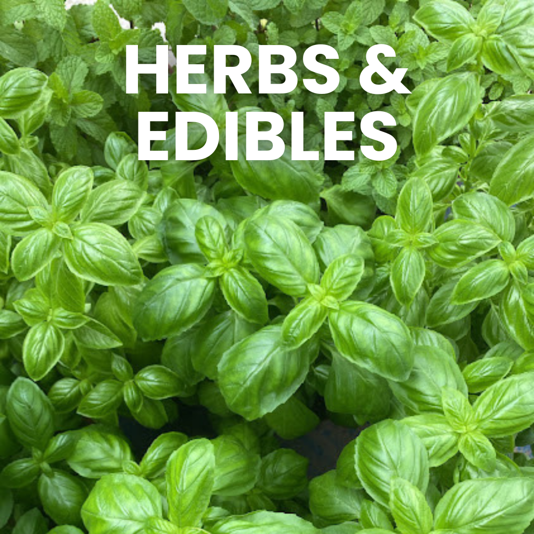 Herbs & Edibles – Chop Ching Hin