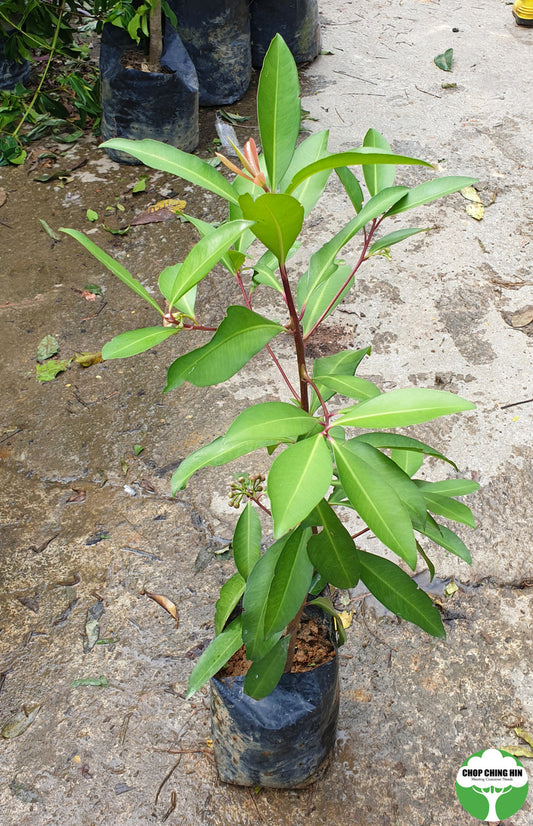 Ardisia elliptica