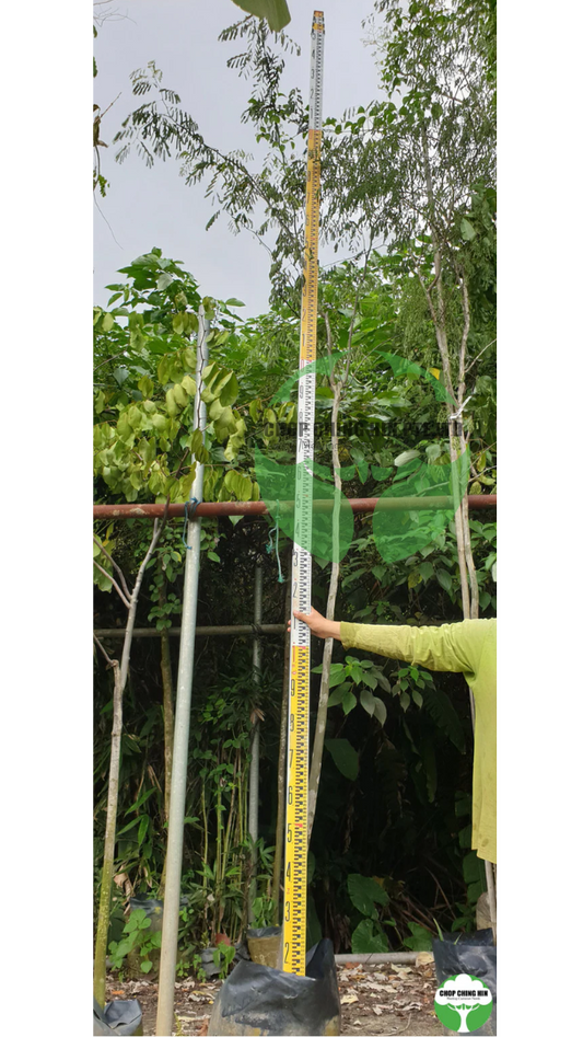 Caesalpinia ferrea