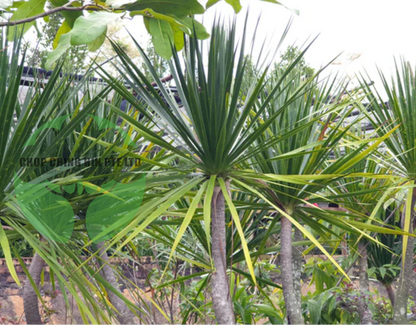Dracaena marginata