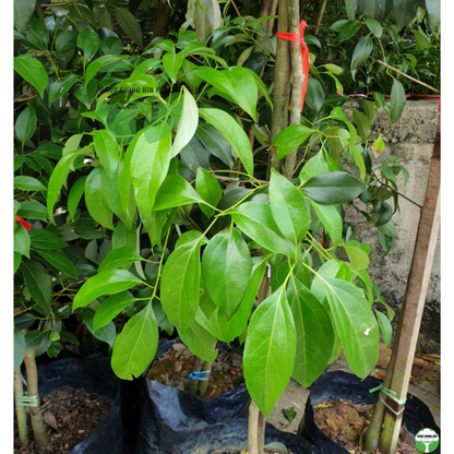 Neolitsea zeylanica