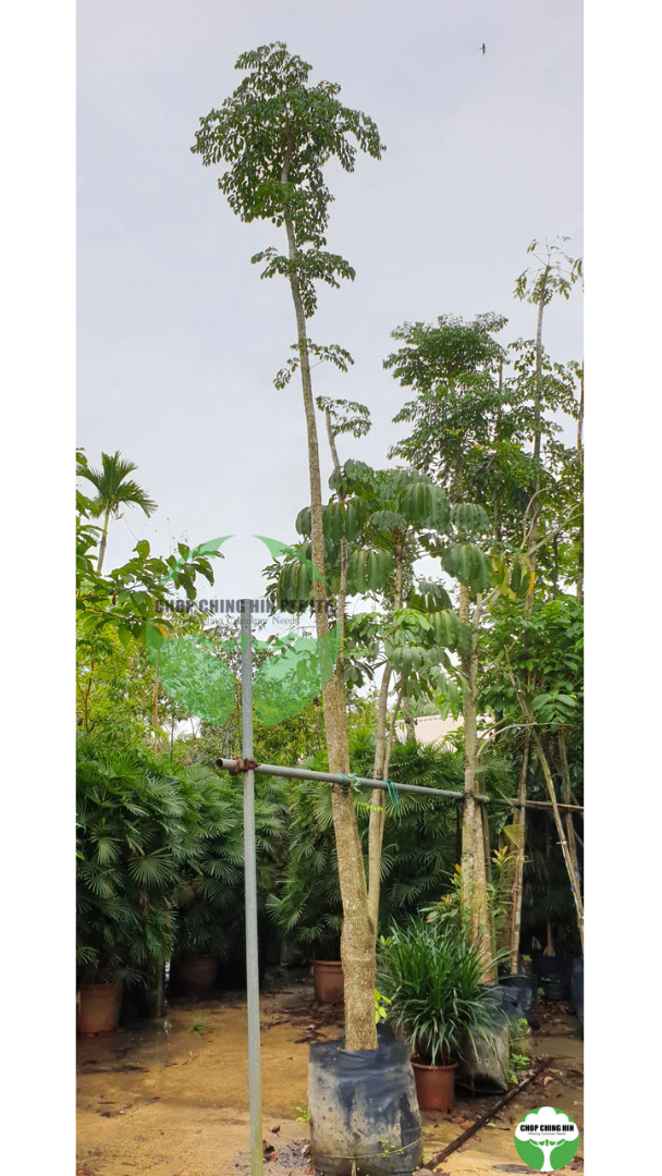 Heteropanax fragrans