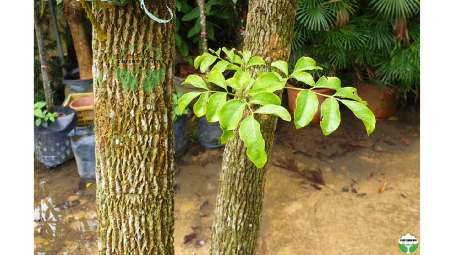 Heteropanax fragrans