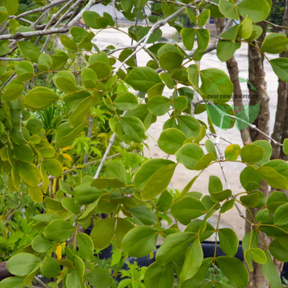 Guaiacum Officinale