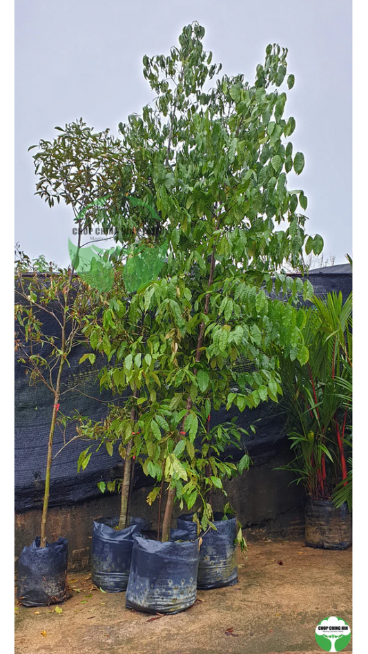 Gnetum Gnemon