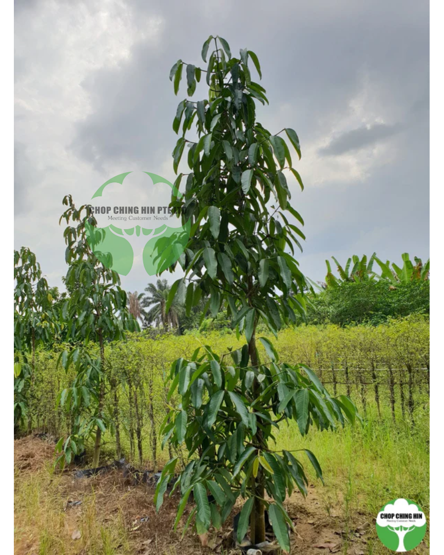 Garcinia cymosa f. pendula