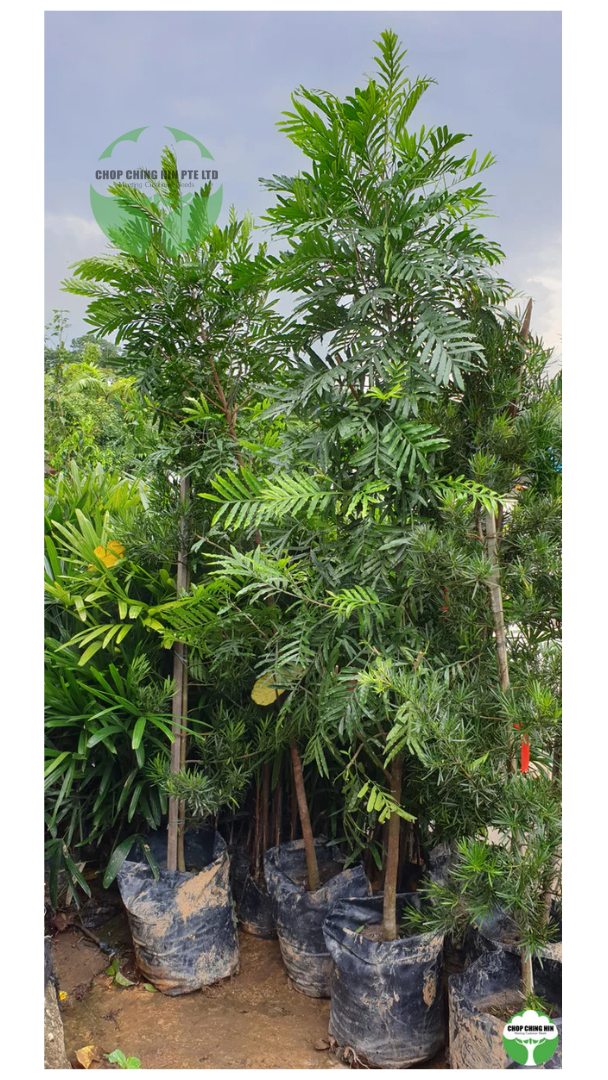 Filicium decipiens