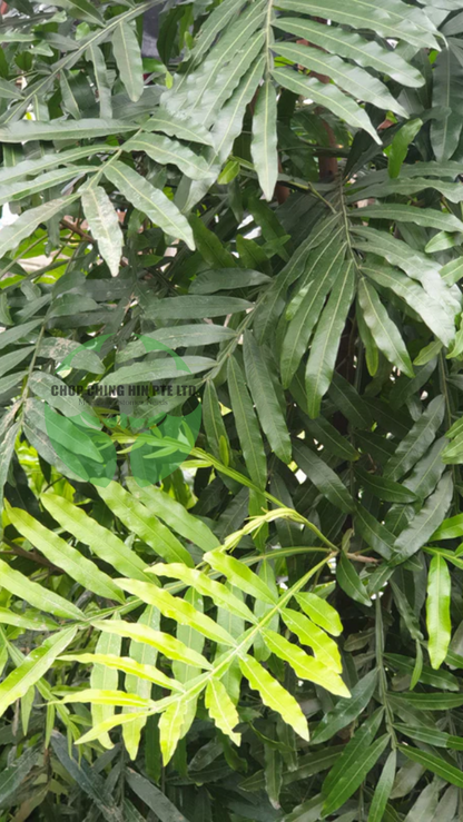 Filicium decipiens