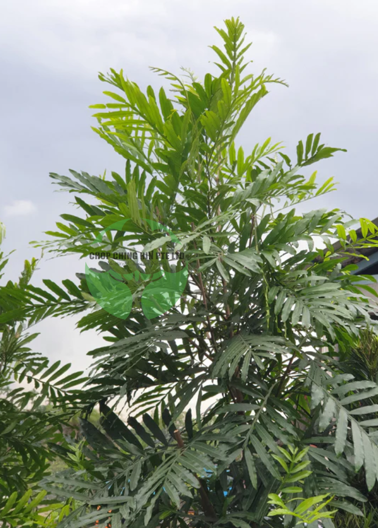 Filicium decipiens