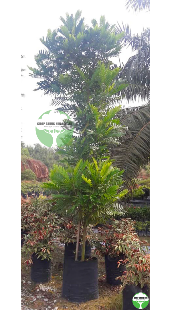 Filicium decipiens